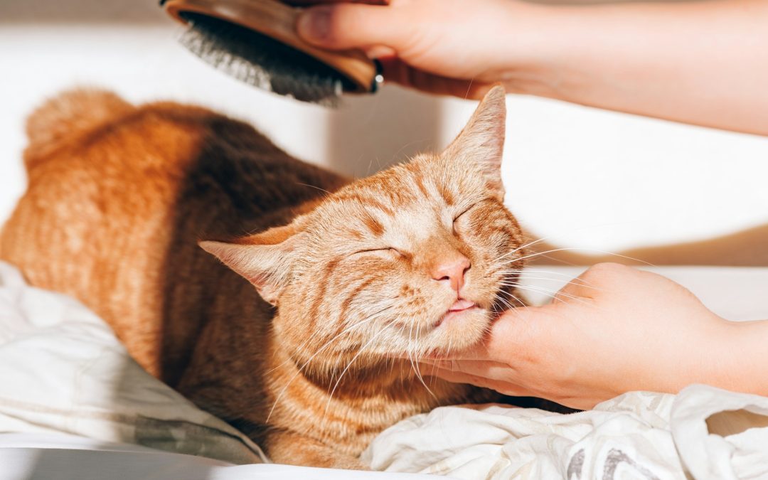 Ensuring Feline Happiness and Health: Vital Grooming Tips for Your Cat