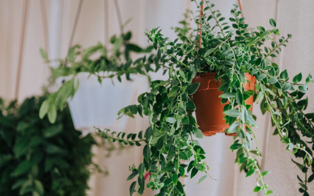 Bringing Nature Indoors: An Indoor Gardening Handbook