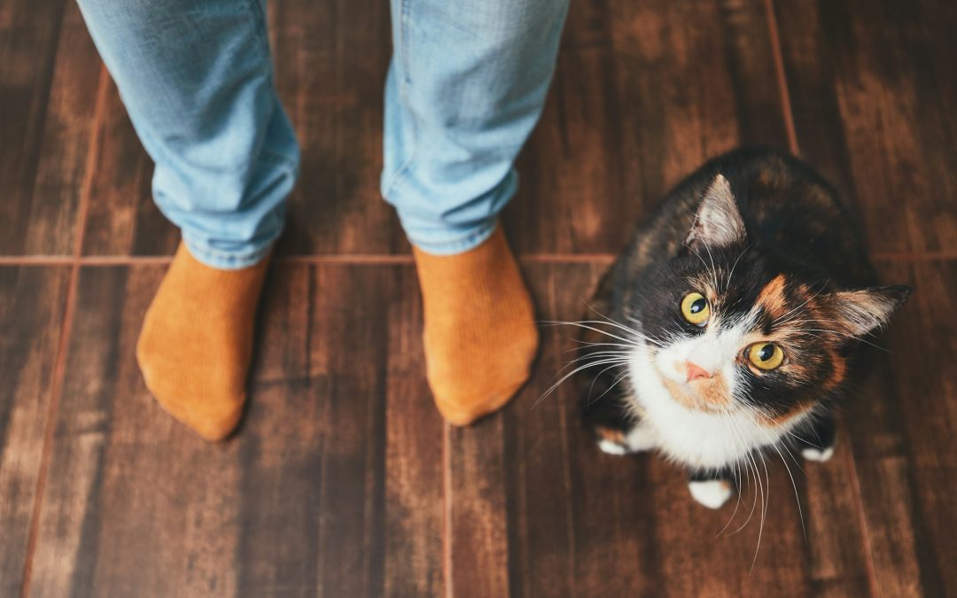 Understanding Cat Behavior: Insights into the Feline Mind