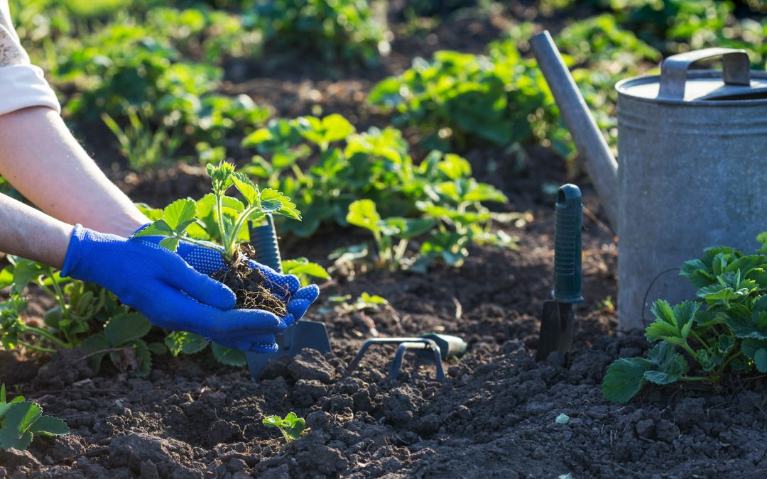 Mastering Gardening: Key Tips for Cultivating a Flourishing Garden