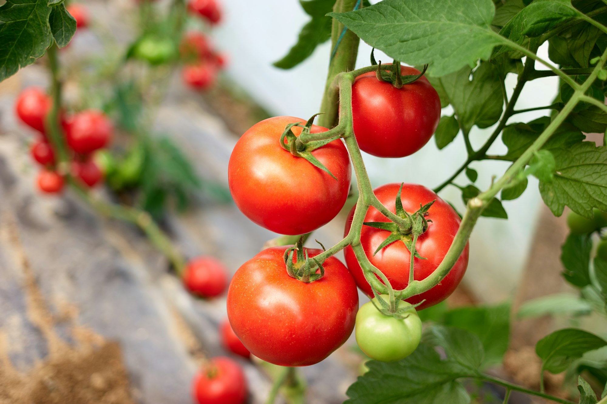 Ripe tomato plant growing in greenhouse.