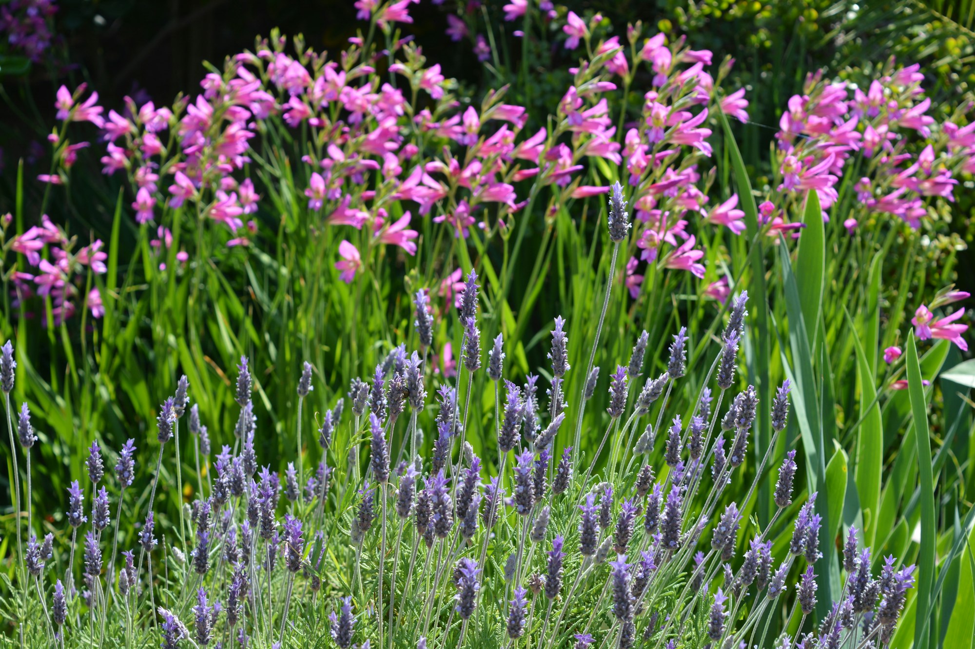 Spring flowers in a garden, lavender in the foreground and gladioli behind.